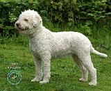 Lagotto Romagnollo 9M047D-14